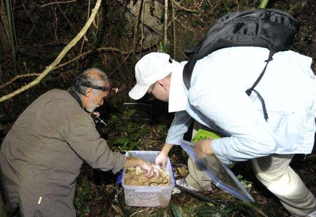 一条100多万！我国不到500条，“蛇中熊猫”莽山烙铁头为啥濒危？