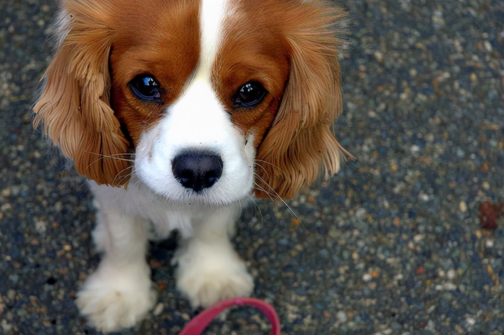 犬类品种列举