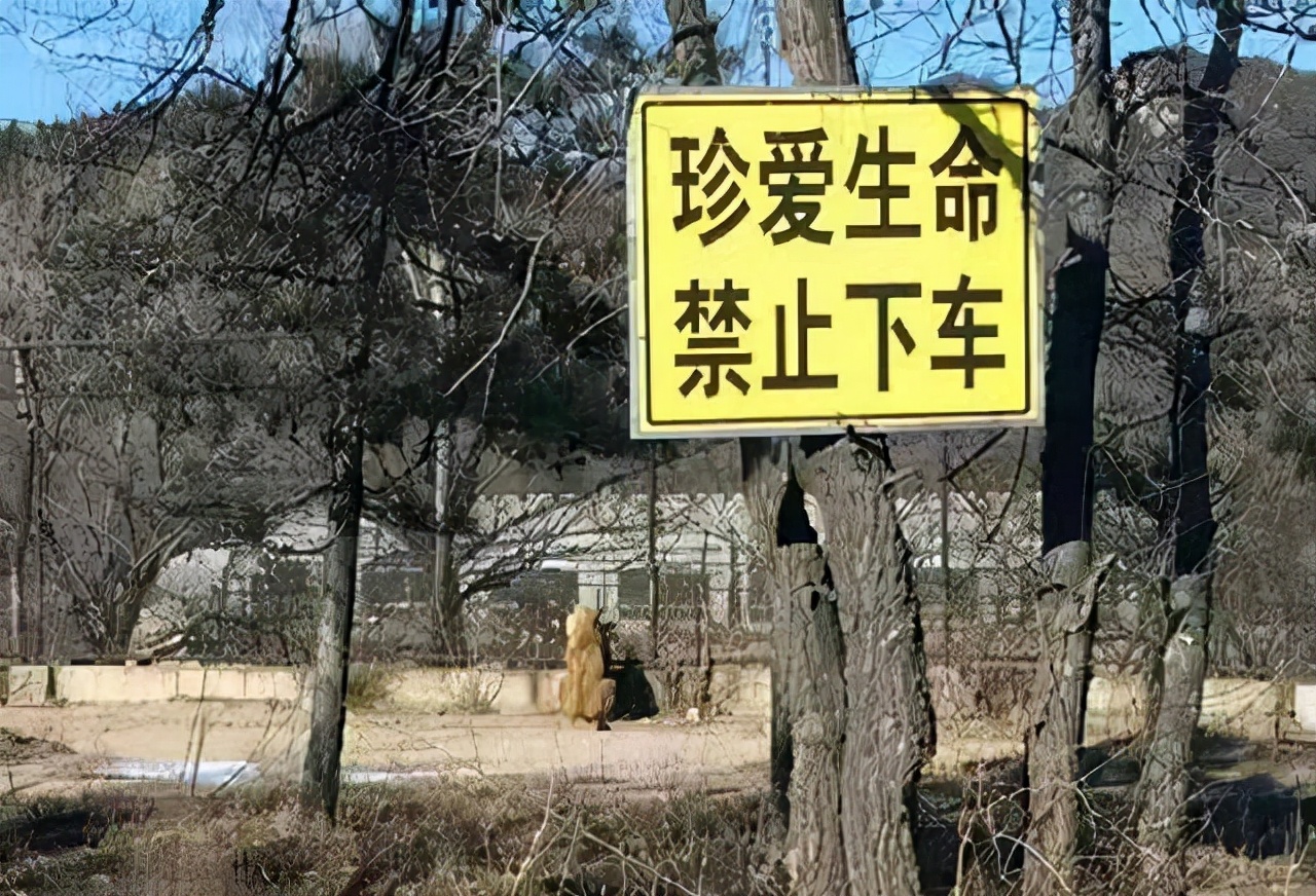 2016年八达岭老虎咬人案：母亲虎口救女儿身亡，女儿因毁容无工作