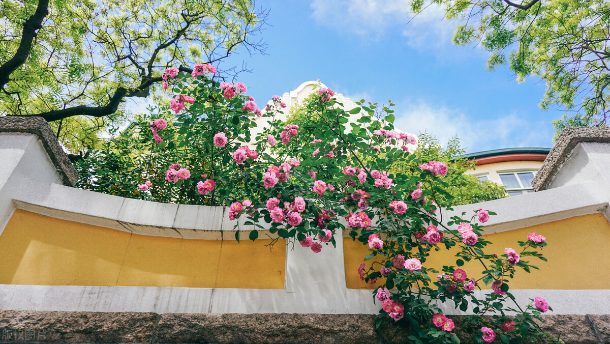 晚春唯美蔷薇花开古诗六首：水晶帘动微风起，满架蔷薇一院香