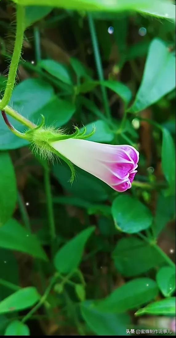 笑看花开好心情，芬芳伴君香四溢