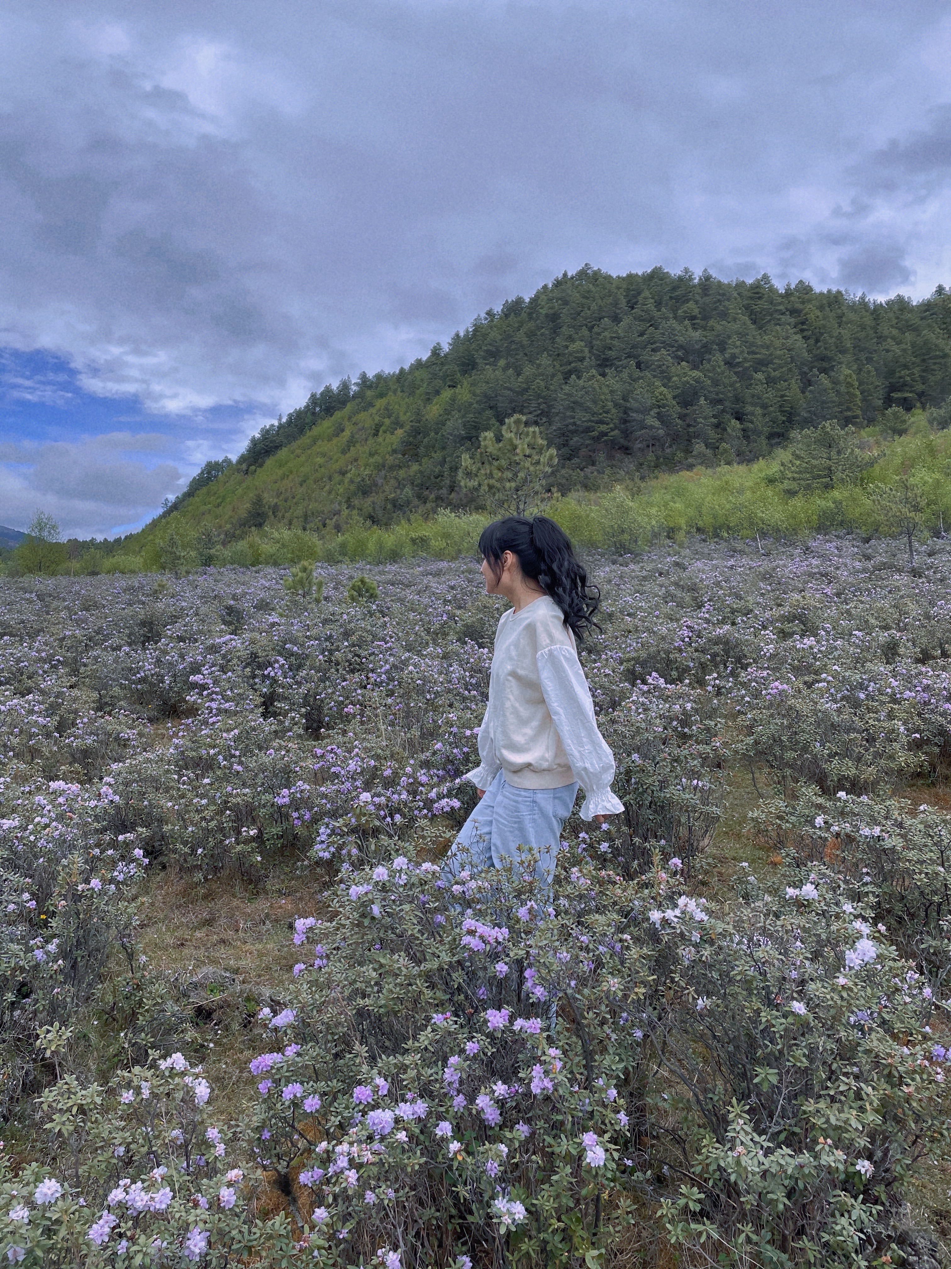 紫花杜鹃图片（云南深山紫色杜鹃花海绽放）