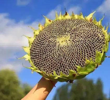 彼时是盛夏,已经到了向日葵成熟的季节了,圆圆的花盘布满了密密麻麻的