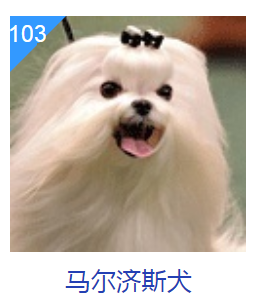 这几种狗狗，或许智商不太高，但长相没话说