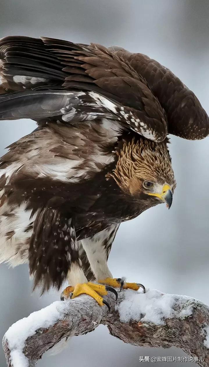 有关雏鹰的名言关于雄鹰的励志名言或对联