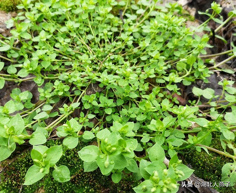 春天挖野菜，送你56种野菜大图片，带你见识不同的野菜和吃法