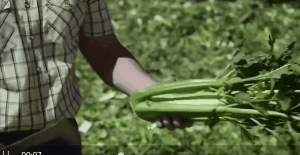 他们说，中国人可以“不吃饭”