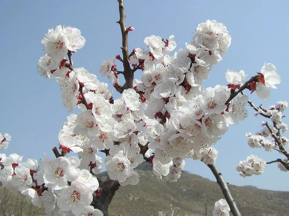 生日送什么花好（推荐12种对应的生日花）