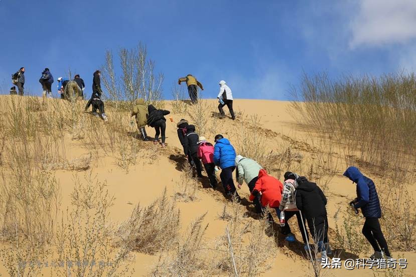 沙漠植树是好事还是伪科学？美科学家：中国不懂沙漠植树的危害