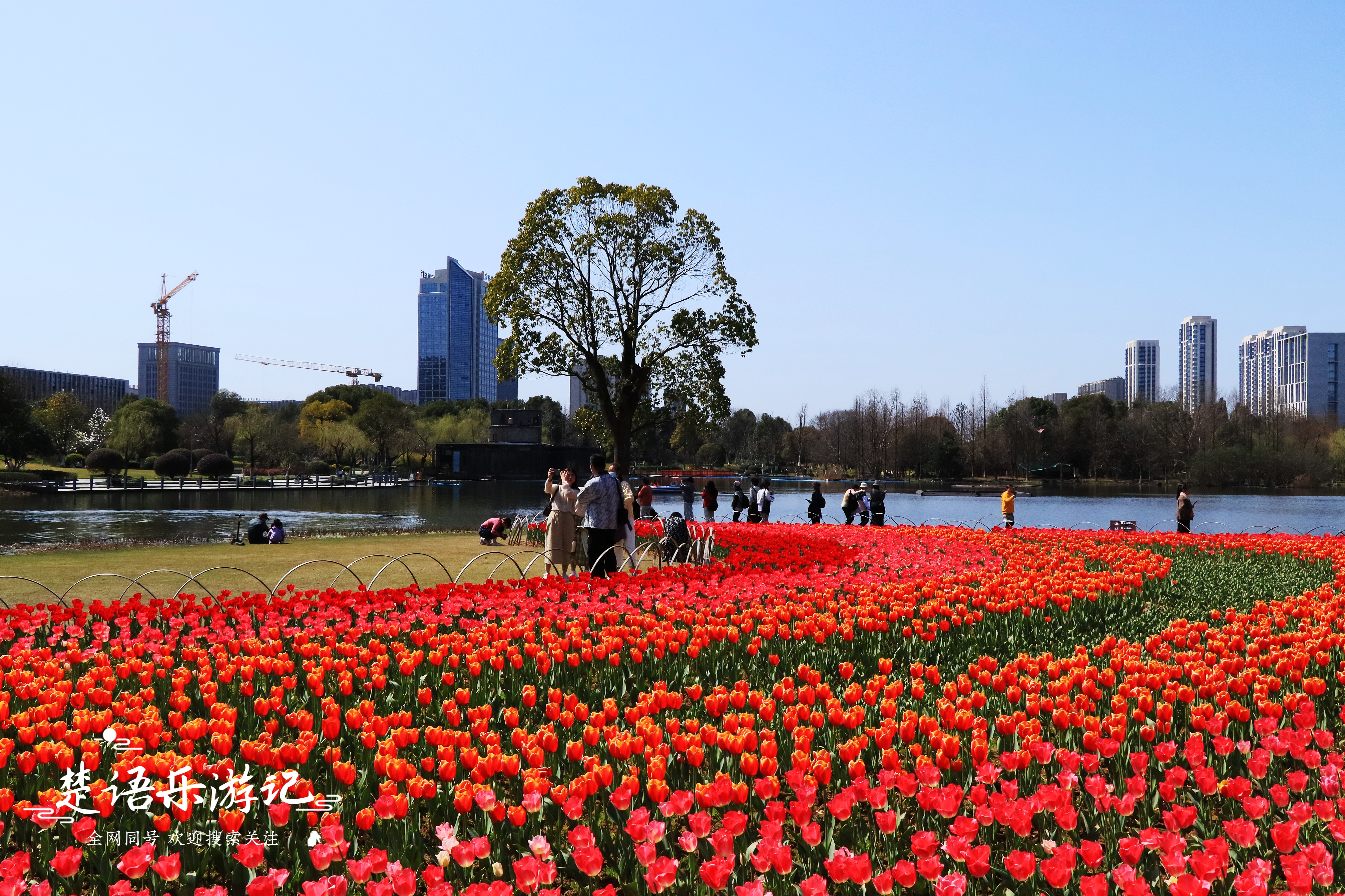 东面有郁金香花海，西面有油菜花海，浙江省宁波市这个公园又火了