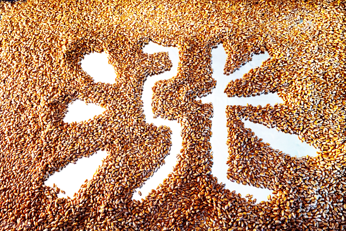 粮食止涨走跌：小麦、玉米回落明显，豆粕直降400，都发生了啥？