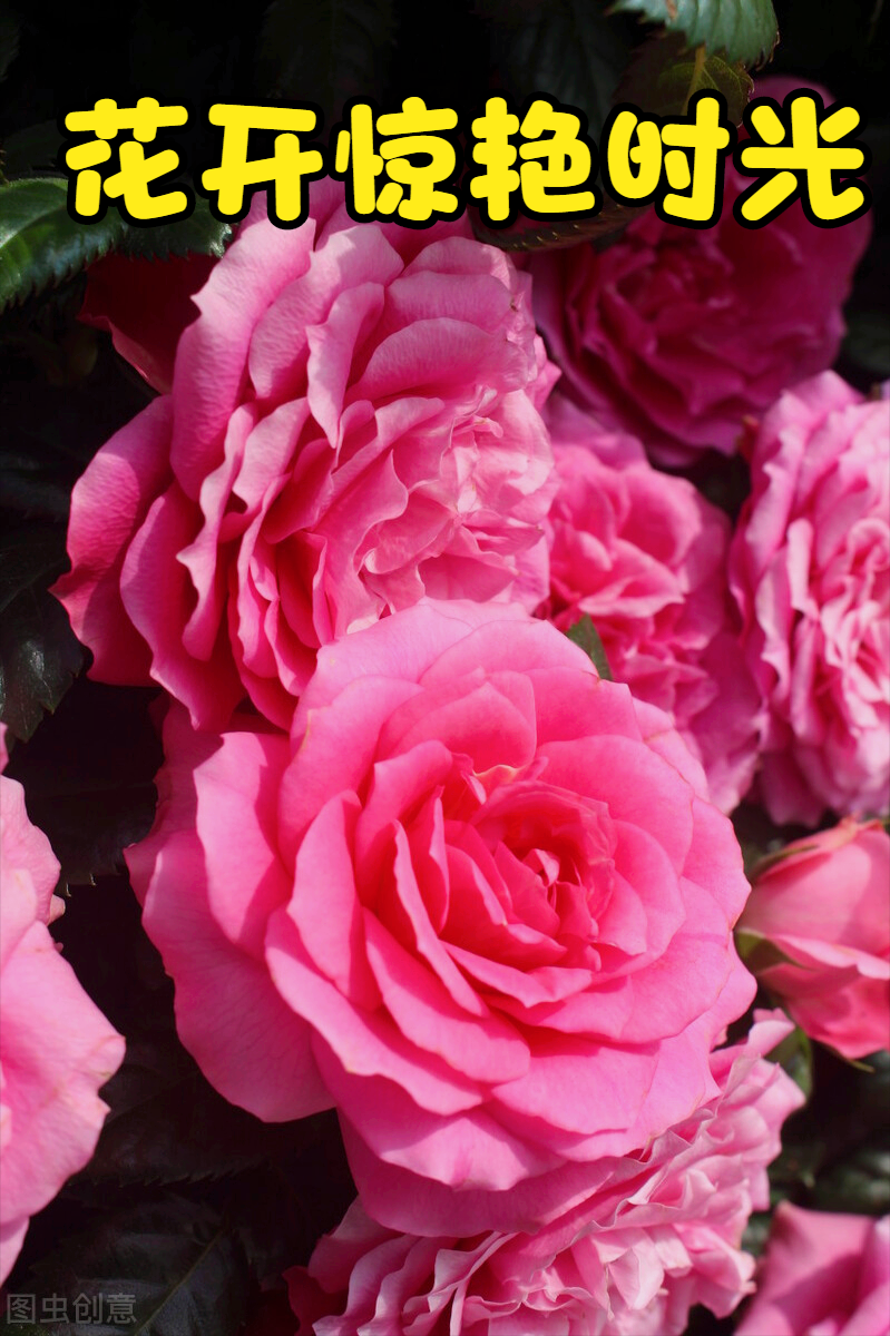 一花一叶最深情,万千春光花满园,花开惊艳时光,花香温柔岁月