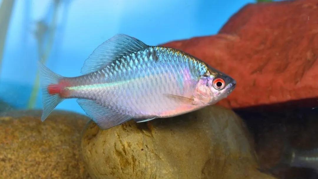 原生魚第一期 鳑鲏魚和中國鬥魚 天天看點