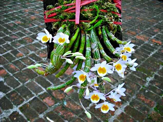 玫瑰石斛～茎悬垂，花姿优雅，玲珑可爱，花色鲜艳，气味芳香