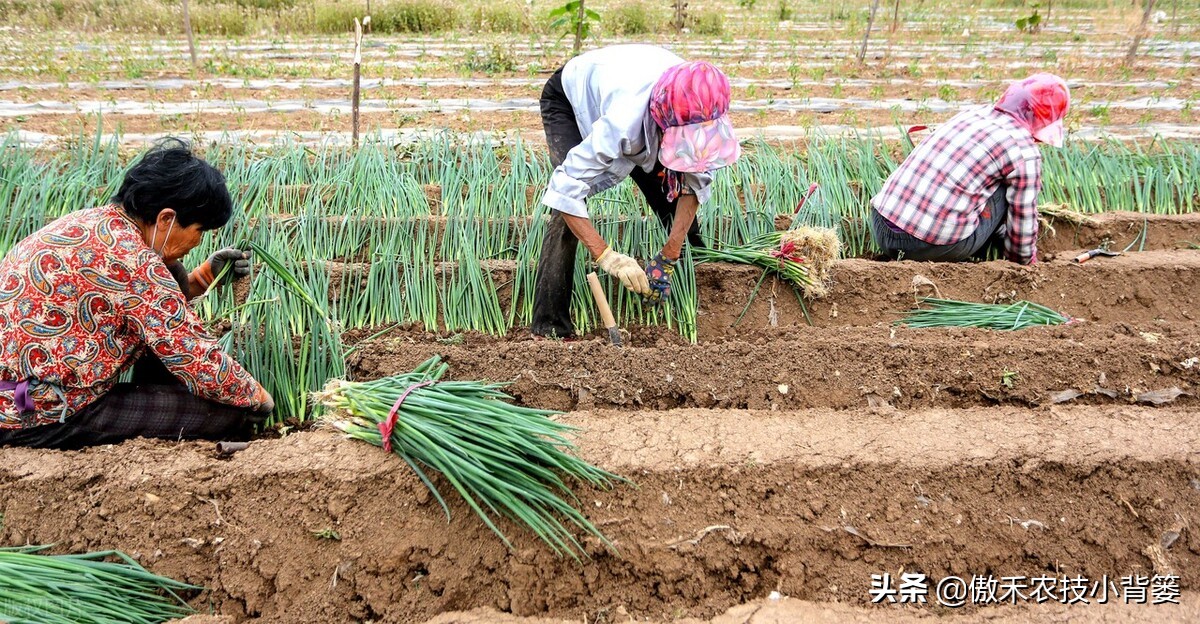 小葱的种植方法与时间（北方小葱的种植方法与时间）-第2张图片-科灵网