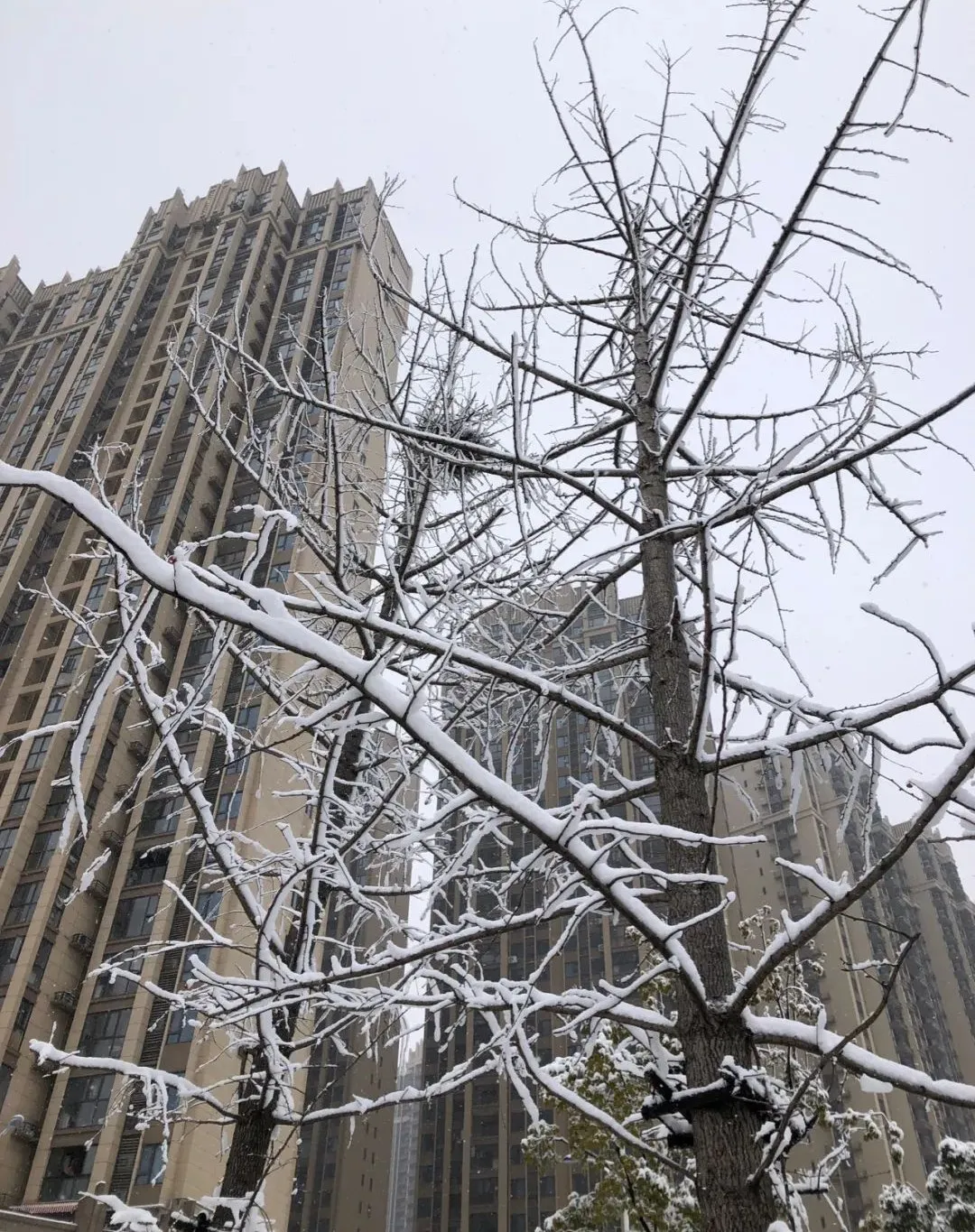 一场大雪一场欢，打雪仗、堆雪人，像小孩子一样激动兴奋