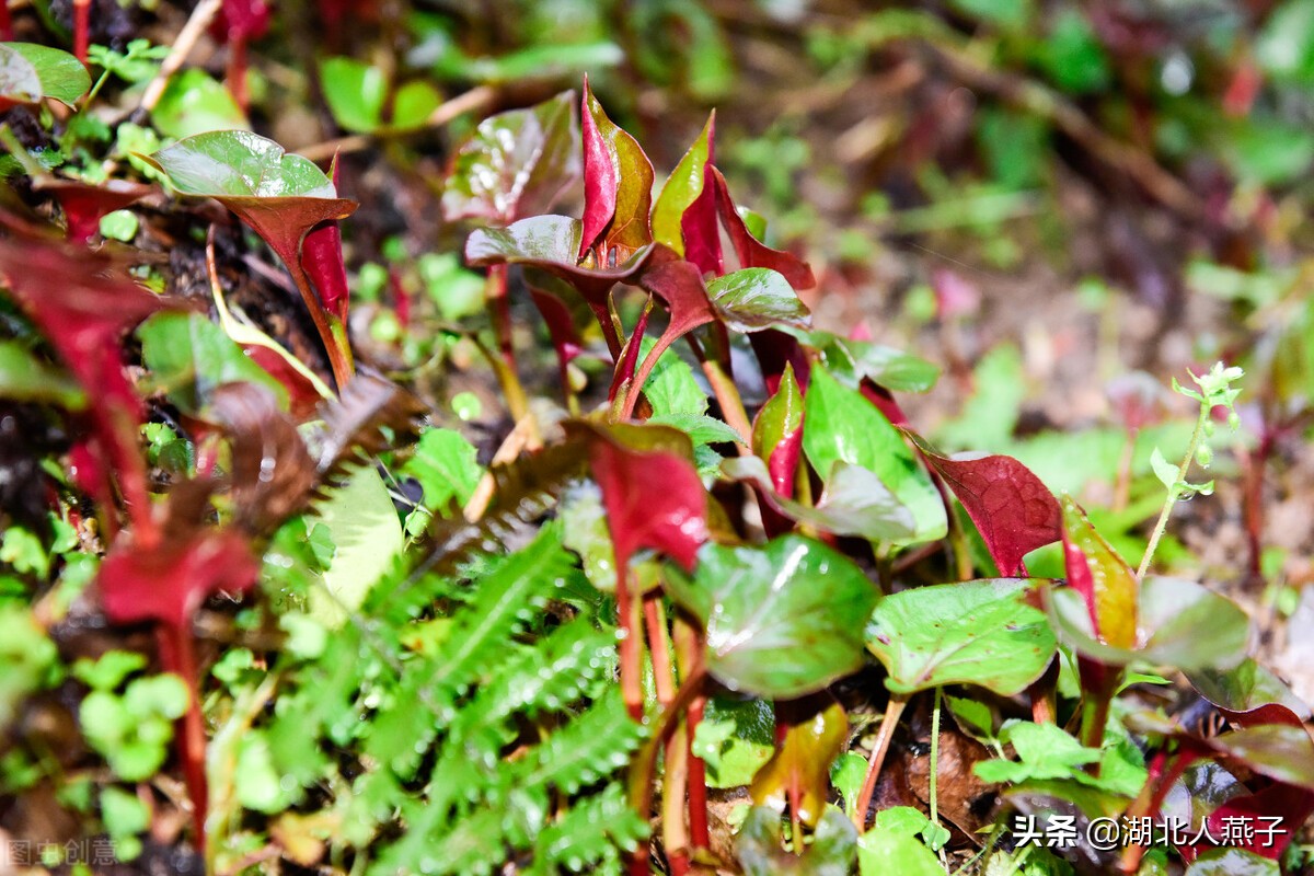 春天挖野菜，送你56种野菜大图片，带你见识不同的野菜和吃法