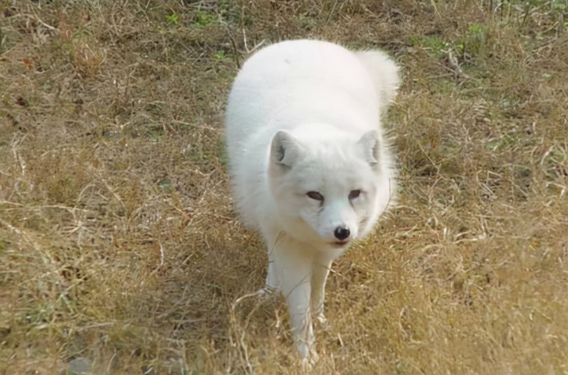 狐狸宠物多少钱一只(什么情况) - 价格百科