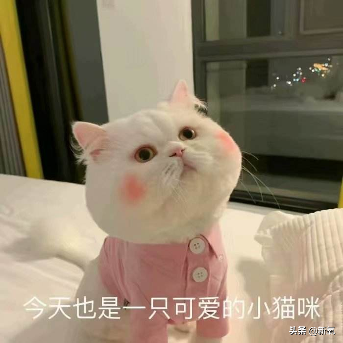 网红圈也出了个淡颜系美女！旧天台随便一拍她就火了？