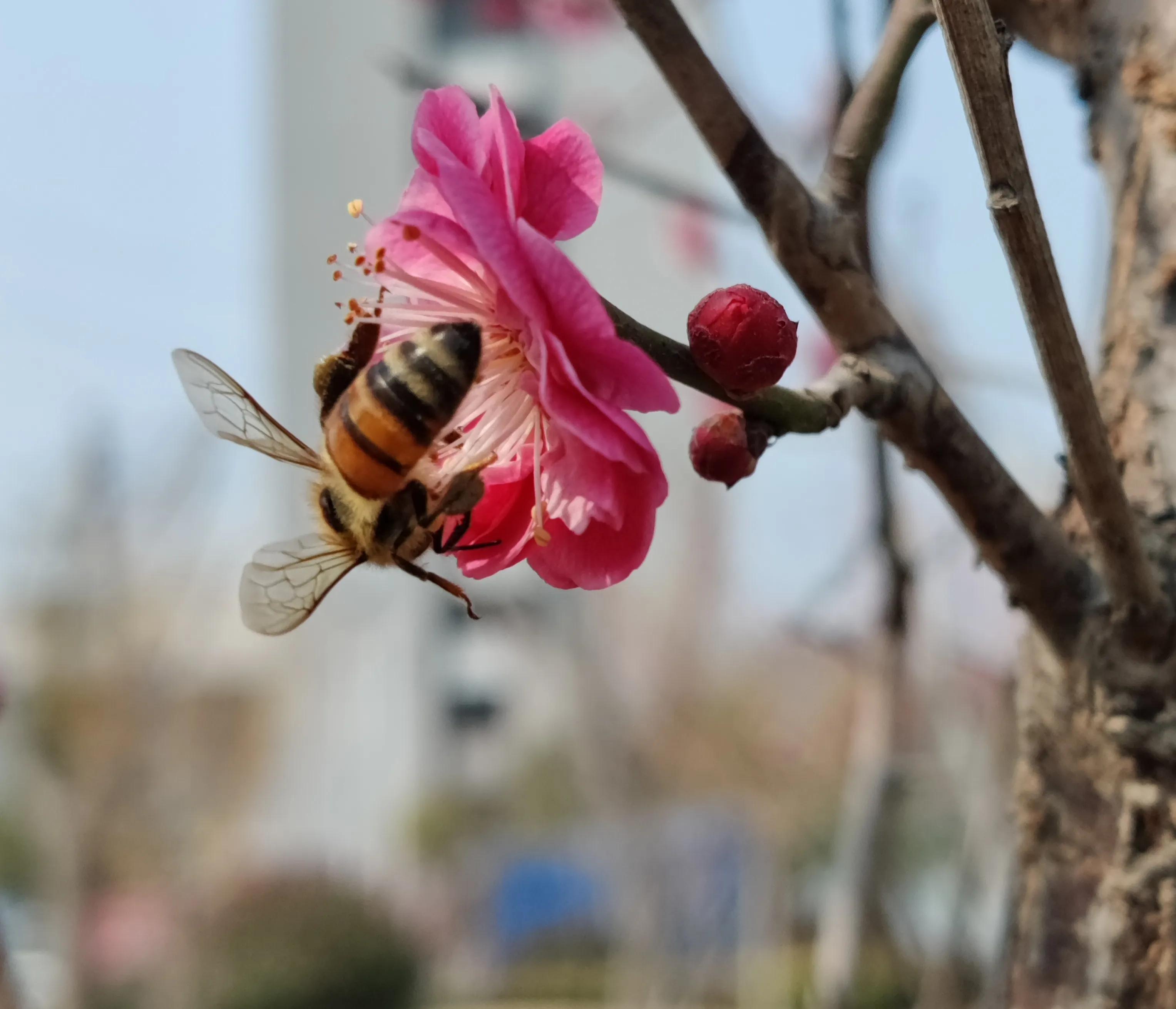 回眸二月，梅邂逅了蜂