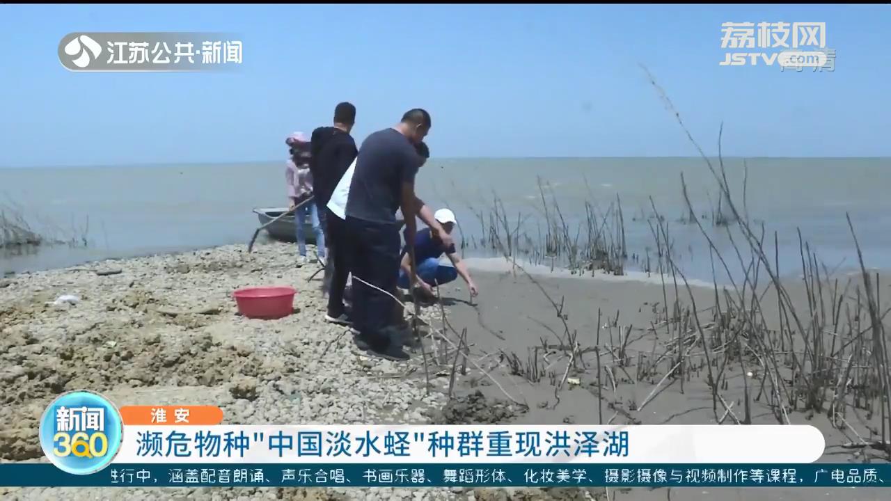 濒危物种“中国淡水蛏”种群重现洪泽湖