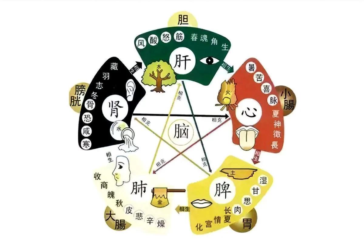 五脏六腑是什么意思 五脏六腑出自何处