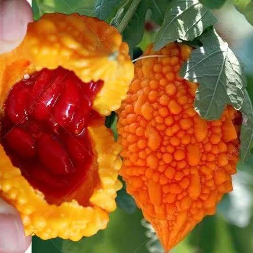 常见的水果种类100种(100多种罕见水果欣赏)