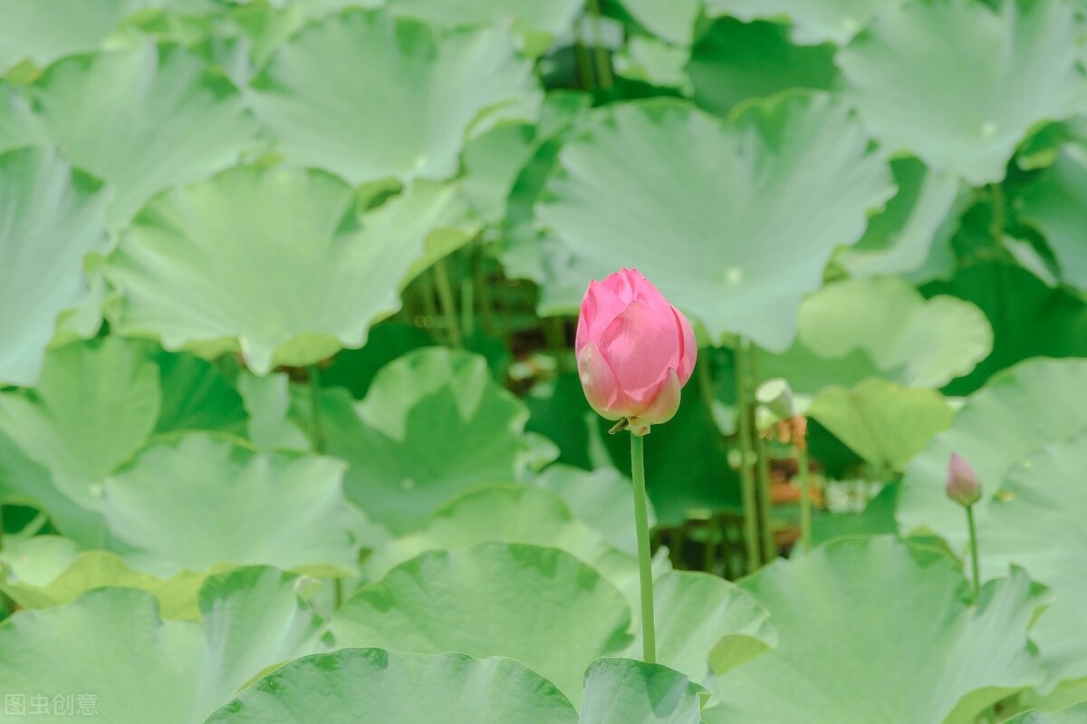 2022年三伏天热不热？按老祖宗说法，四月初十“穷日”这天有答案