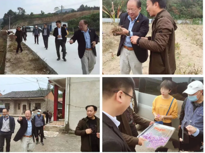 探索中药材种植 助力乡村振兴！鄂州市医药行业协会在行动