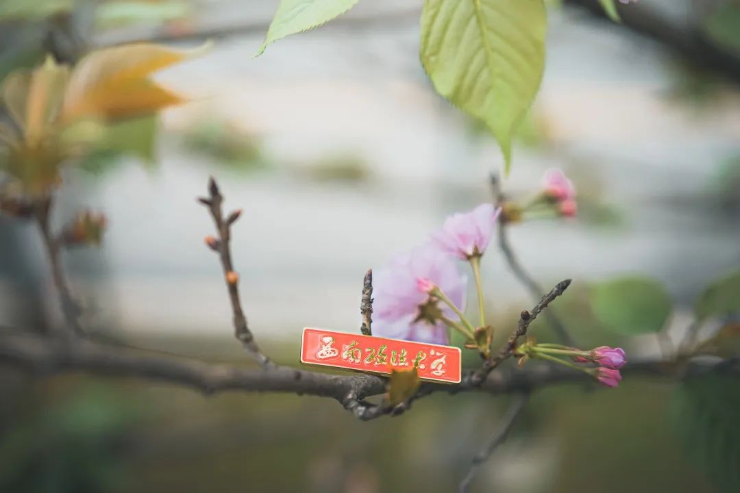 规模最大、规格最高！400多所院校集结，重庆这所大学拿下全国一等奖！