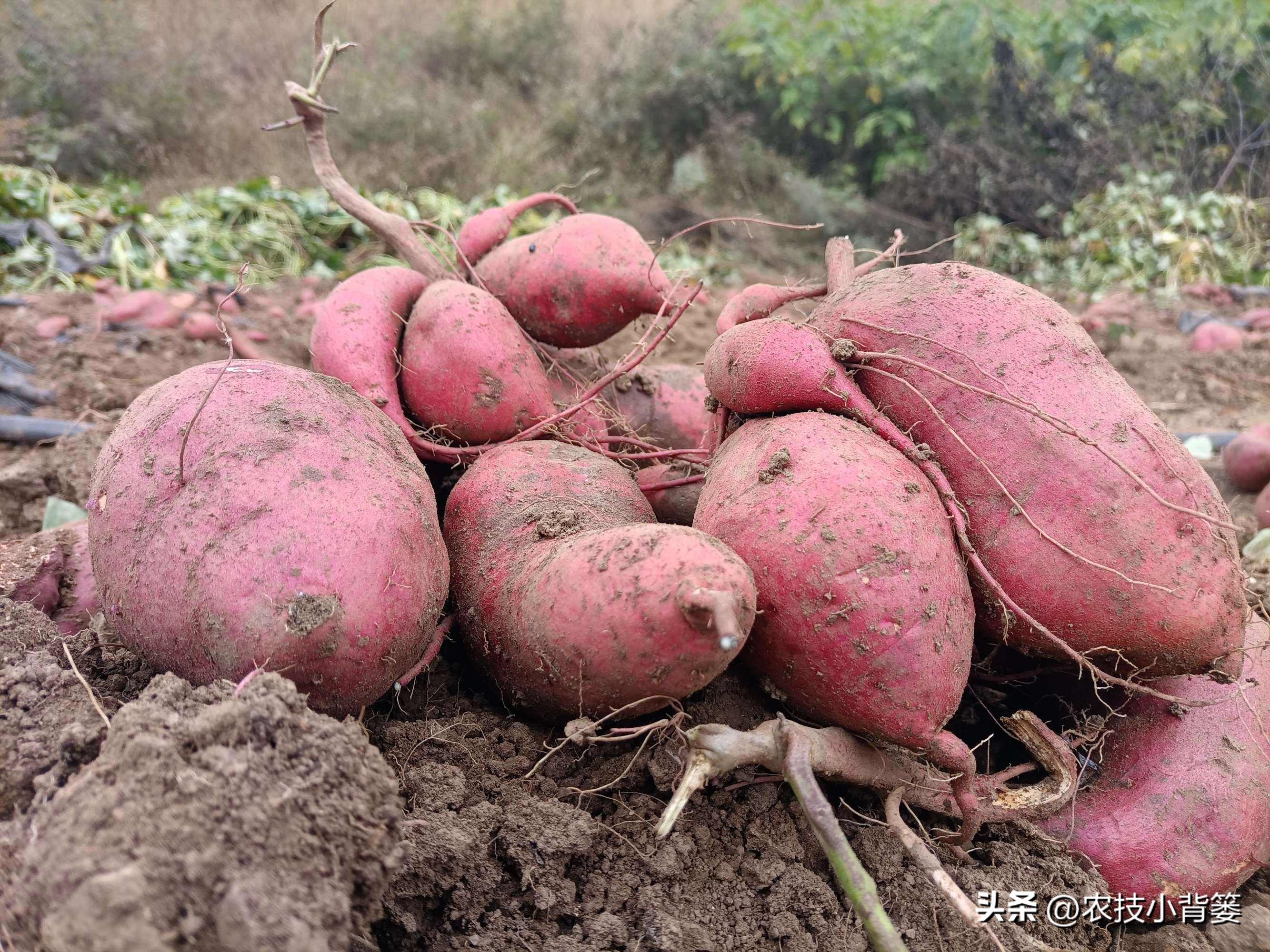 红薯高产窍门图片