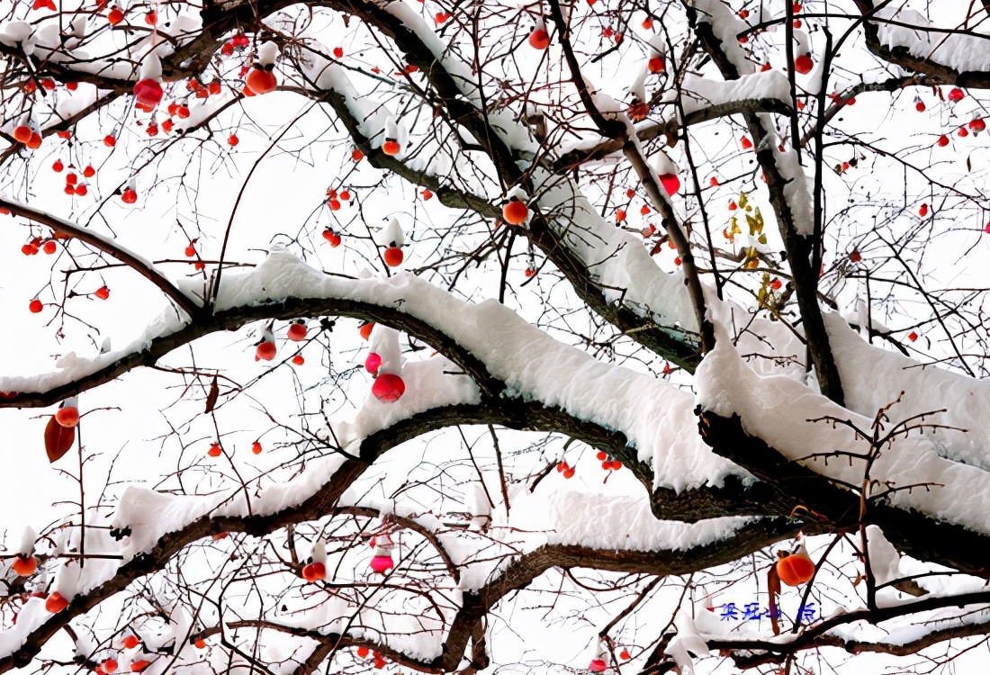 感恩大自然的馈赠“花果揪雪韵”