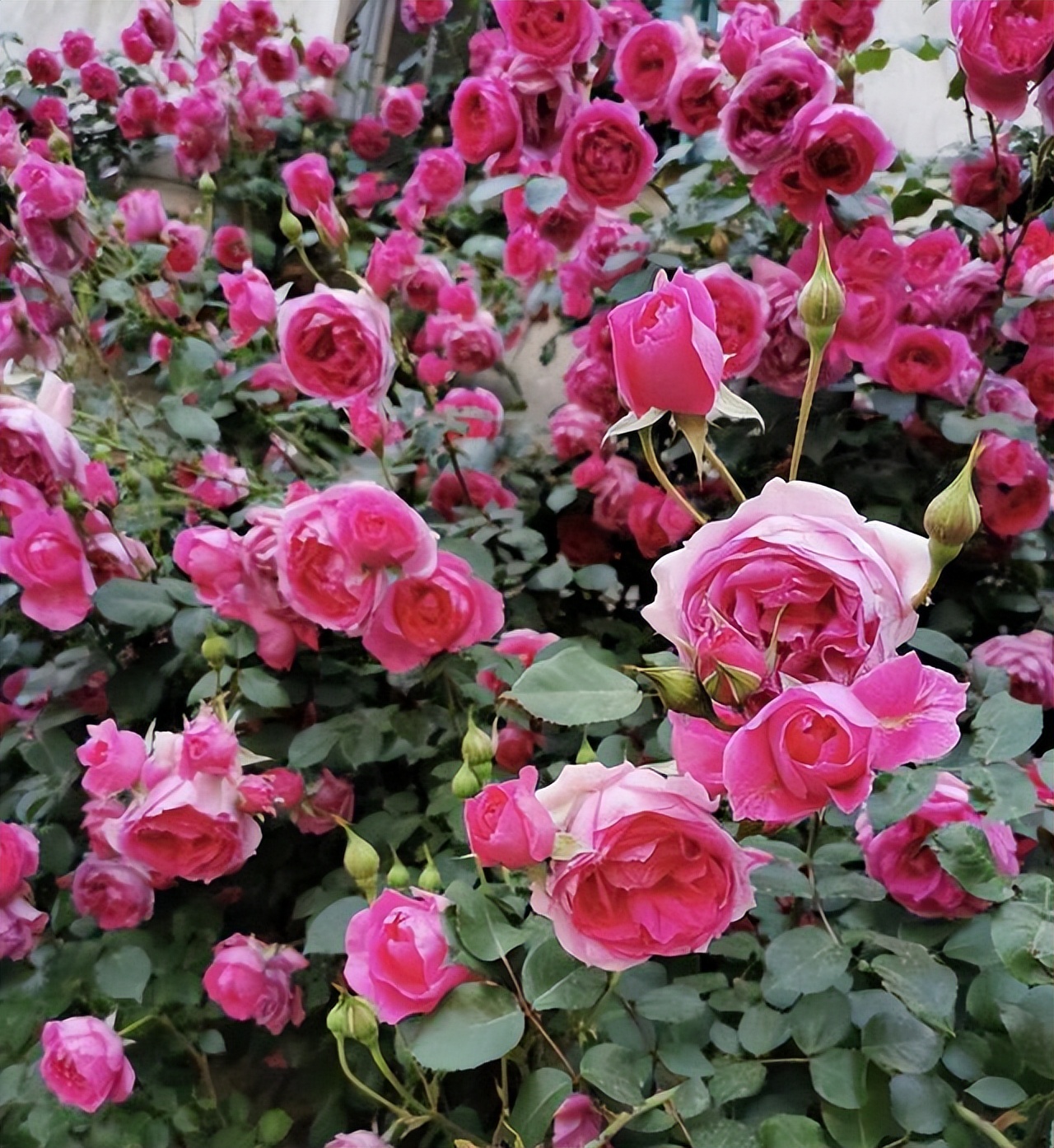 這4種月季爬藤能力強 慢慢開成 一面 花牆 開花彌漫着進階感 天天看點