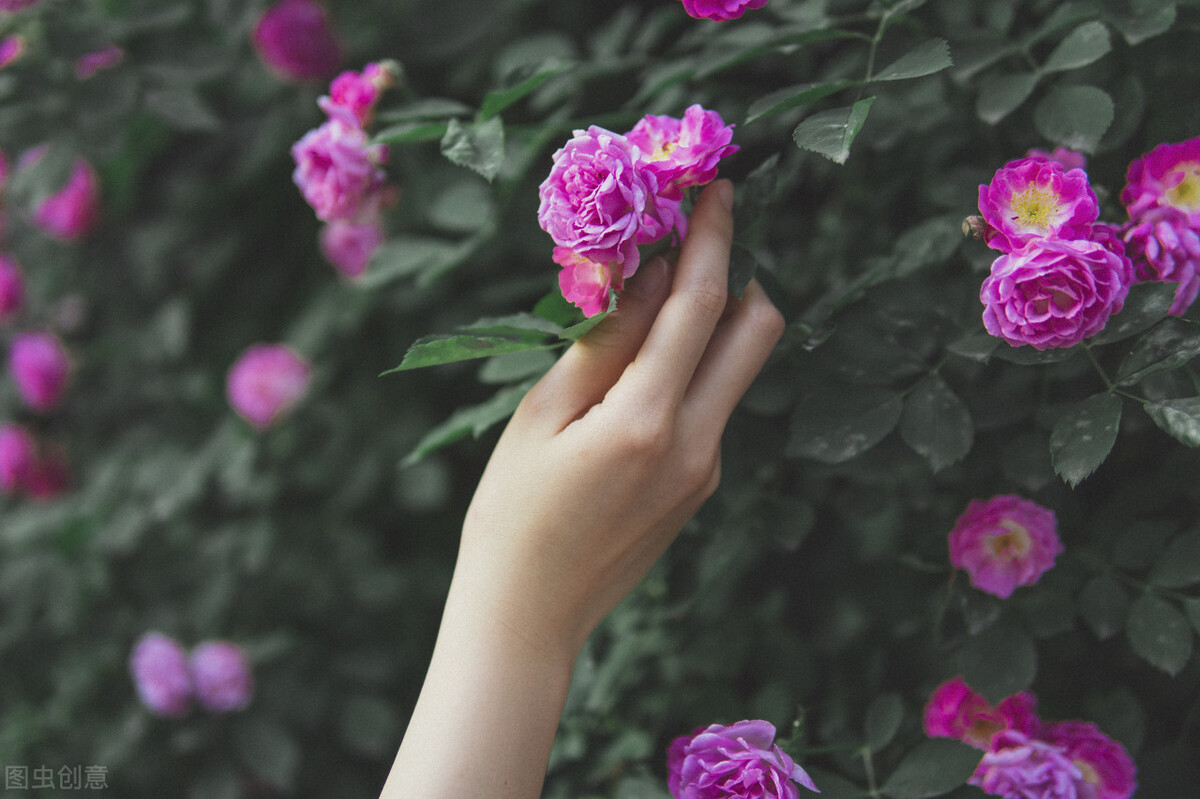 晚春唯美蔷薇花开古诗六首：水晶帘动微风起，满架蔷薇一院香