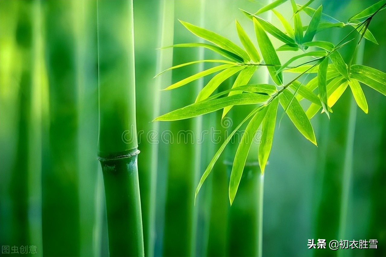 初夏竹子美诗八首:老竹生孙翠影浓,一轩高竹似高人