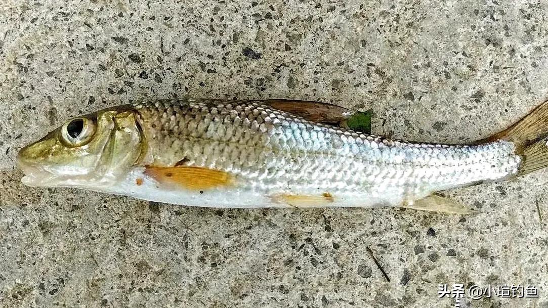 江西吉安的野河中发现罕见的重唇鱼,为何极少有人钓到它?