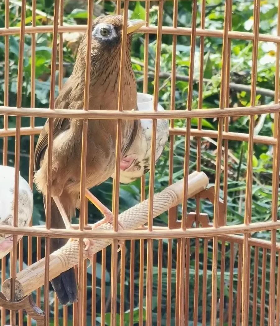 画眉鸟并不是每个都是善斗的,所以我选斗鸟一般从具有下列打斗素质
