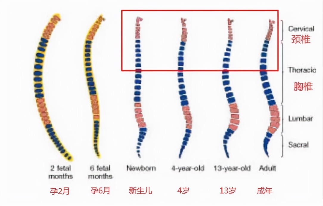 “妈妈，我得睡枕头了”，宝宝有这4种表现，说明该用枕头了