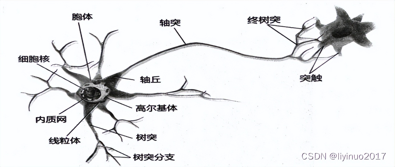 人脑是一台计算机吗？