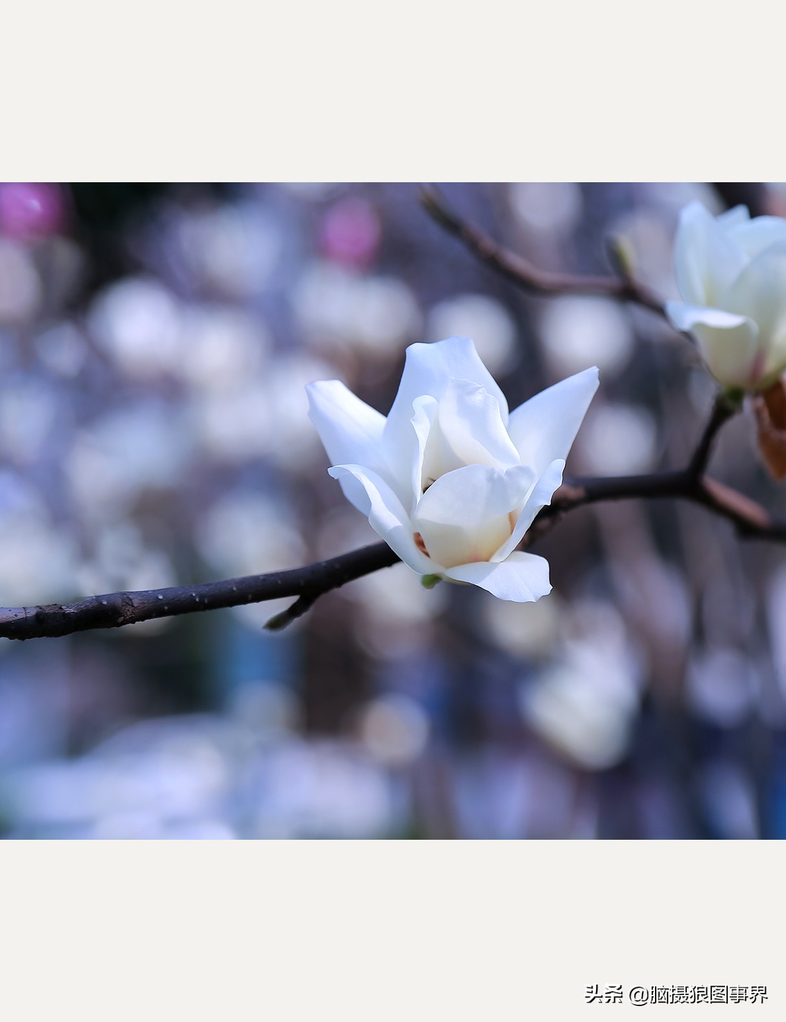 玉兰花图片,玉兰花图片大全大图