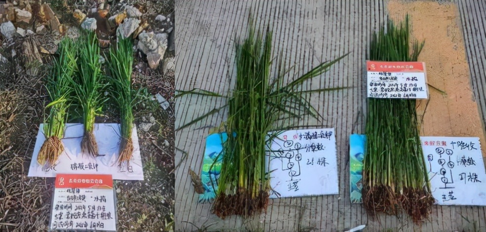碩豐481,碩豐481蕓苔素