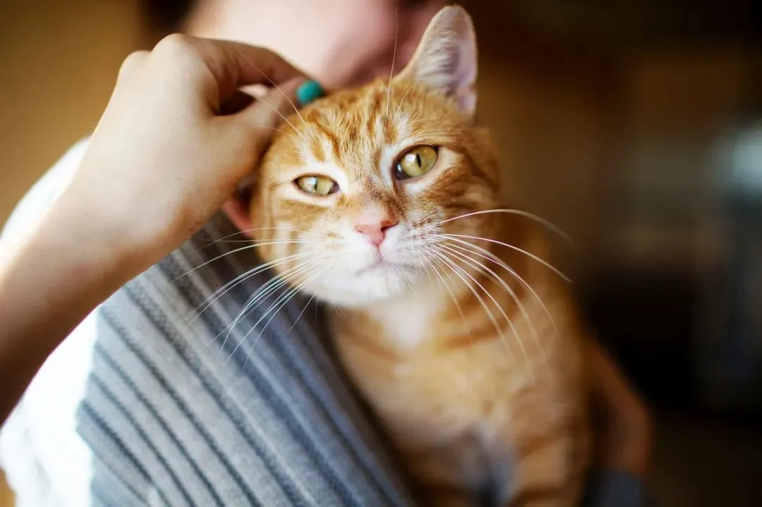 猫咪正常体温是多少（一文讲清猫咪体温问题）