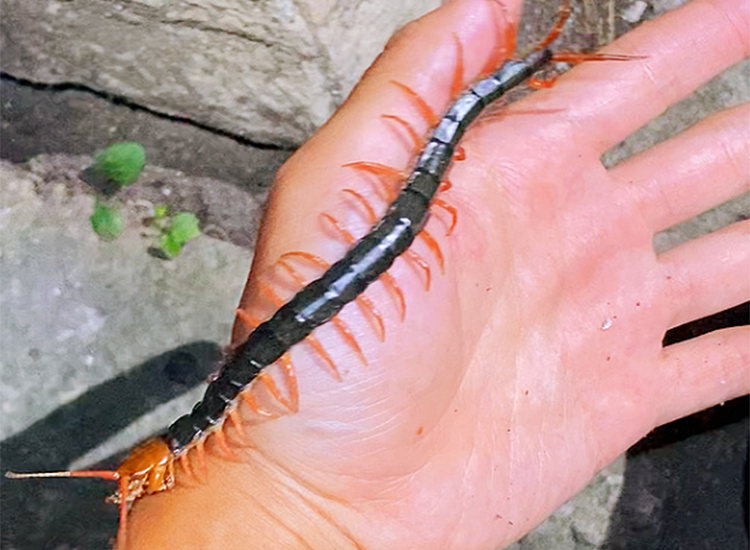 世界上最大的蜈蚣 十大巨型蜈蚣-春风号,忽如一夜春风来千树万树梨花