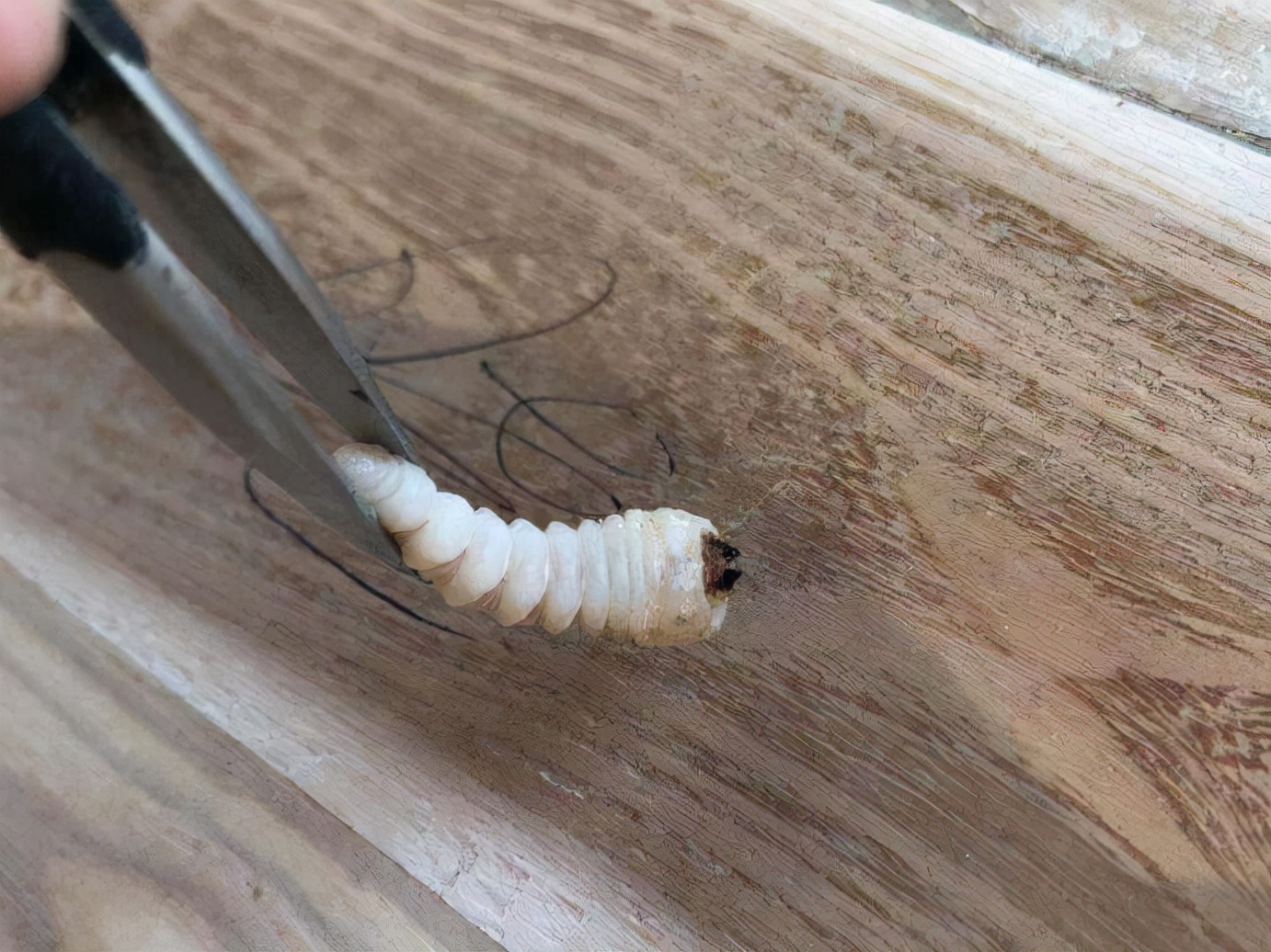 消灭蛀木虫的最好方法(学会这6招自己也能轻松搞定)