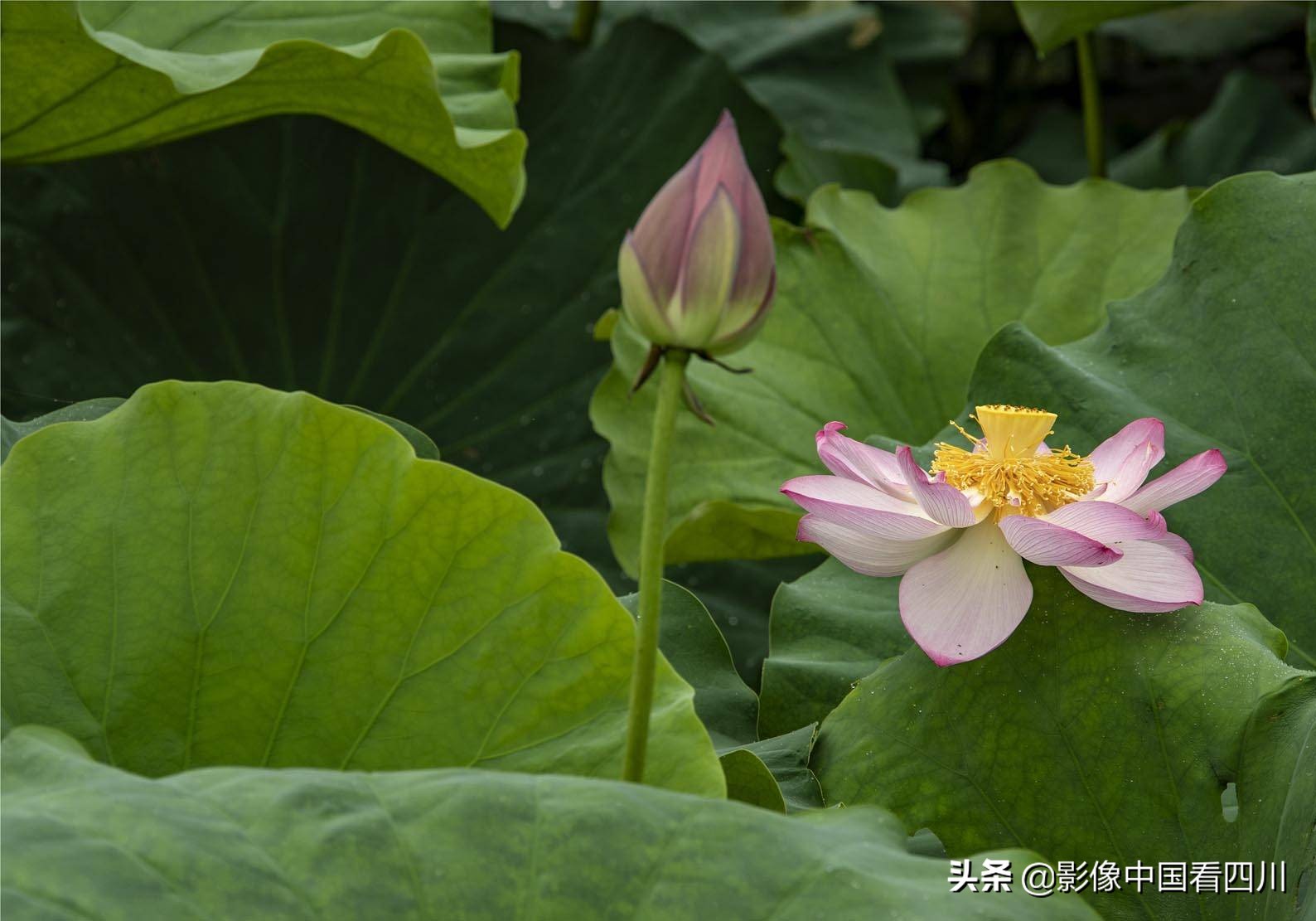 仁寿方家：映日荷花别样红