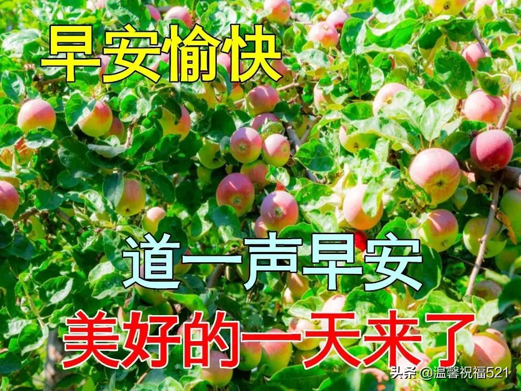 特别漂亮冬日风景早上好动态祝福图片鲜花带字 早安问候祝福图片