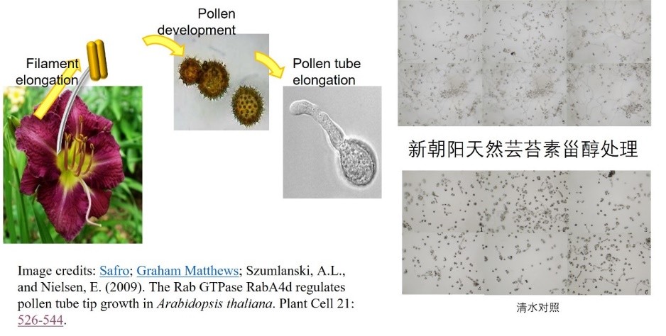 硕丰481,硕丰481芸苔素