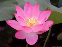 古莲子沉睡千年之谜（千年古莲子长出嫩绿的芽子）