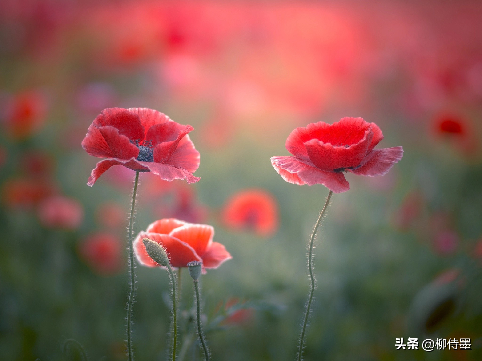 花草照片的高级感，4个方法拍出来，手机摄影有捷径