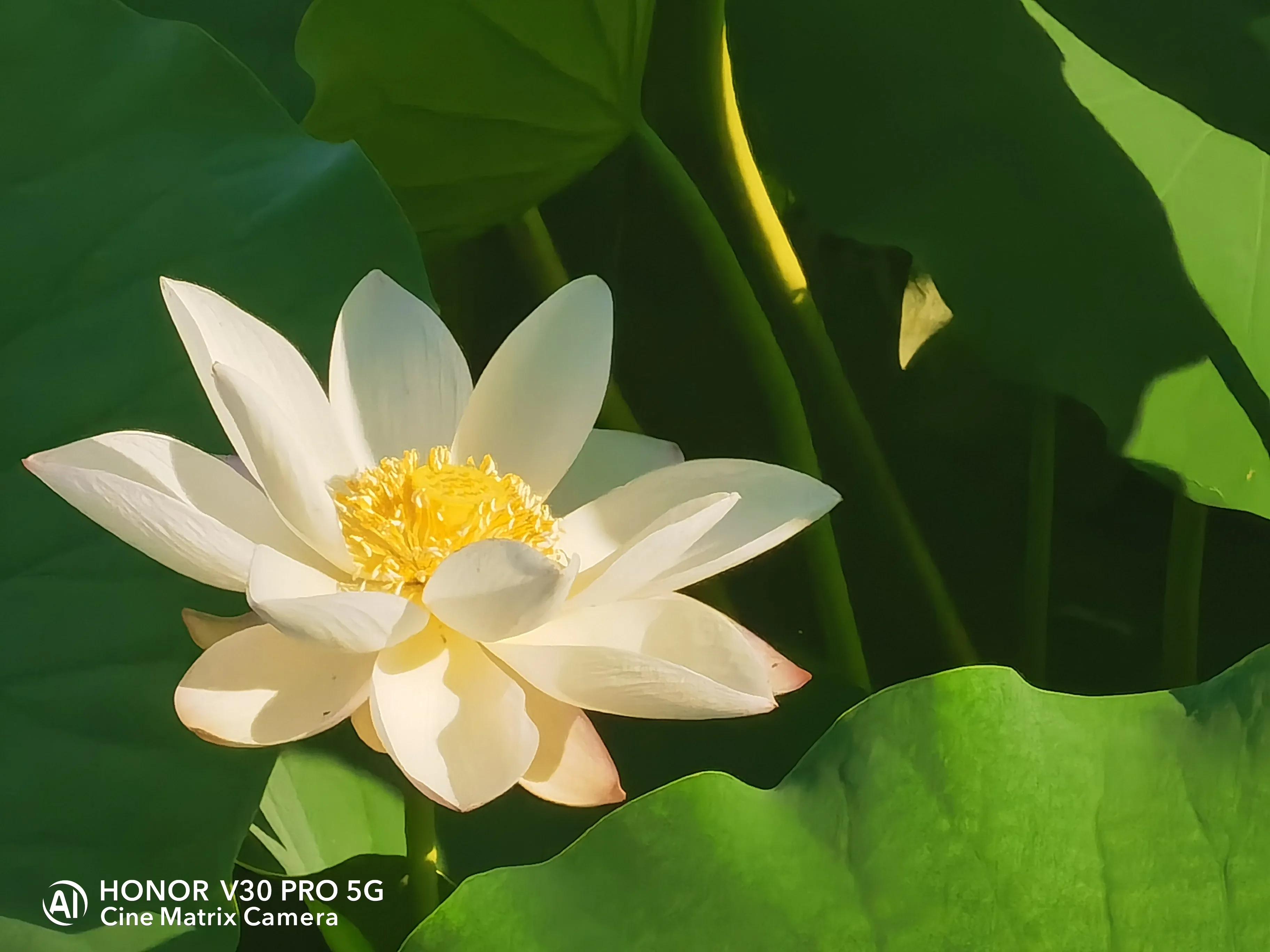 公园荷花开了，走，带着荣耀V30 Pro去拍荷花